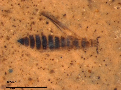 Genus sp