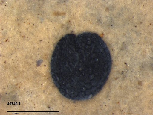 Tracheophyta