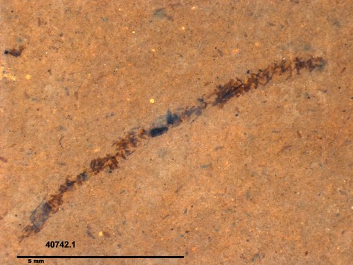 Genus sp