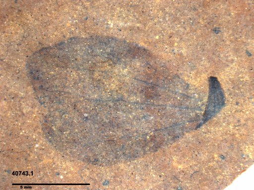 Tracheophyta