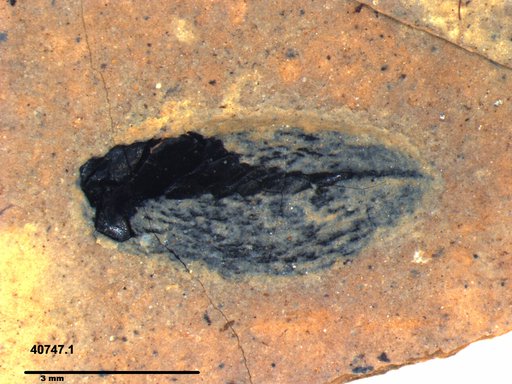 Tracheophyta
