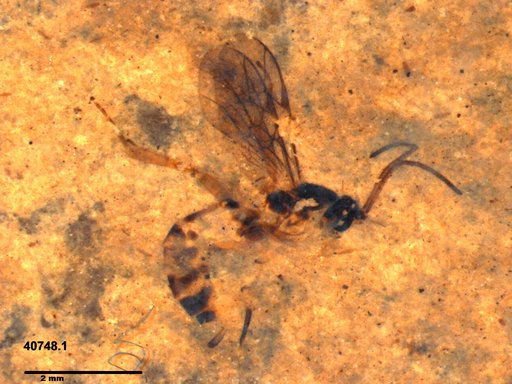 Braconidae