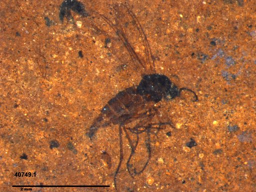 Sciaridae