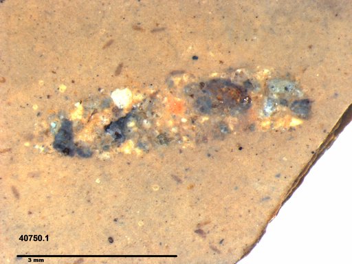 Genus sp