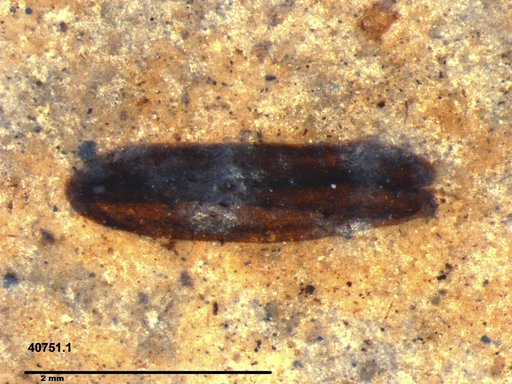 Tracheophyta