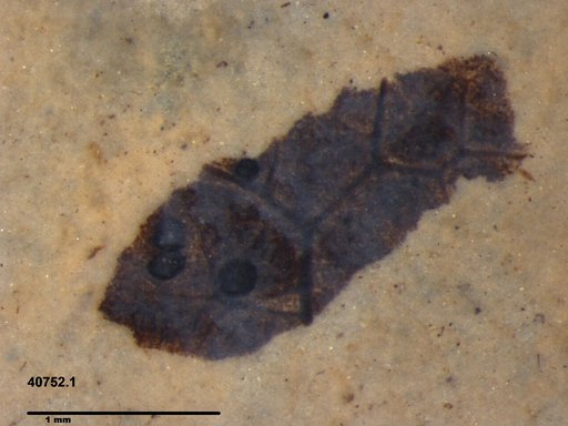 Tracheophyta