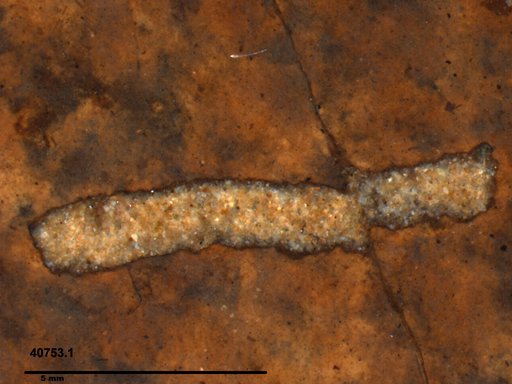 Genus sp