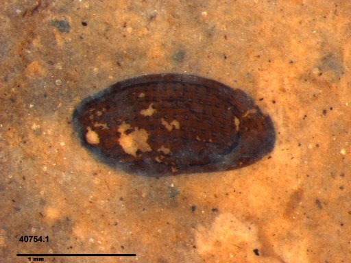Tracheophyta