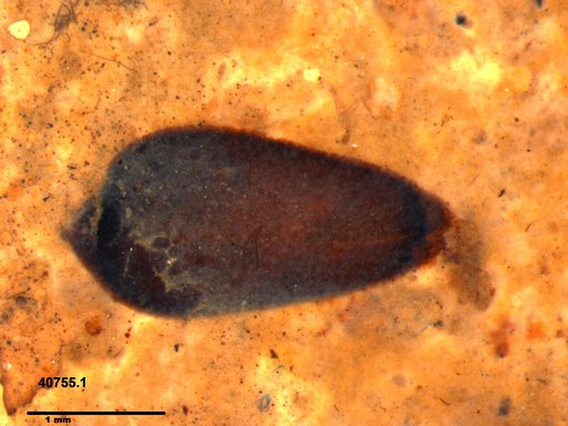 Tracheophyta