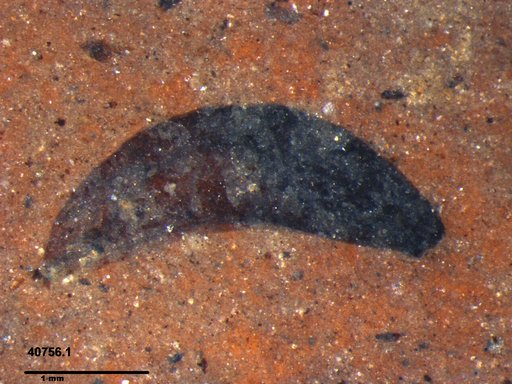 Tracheophyta