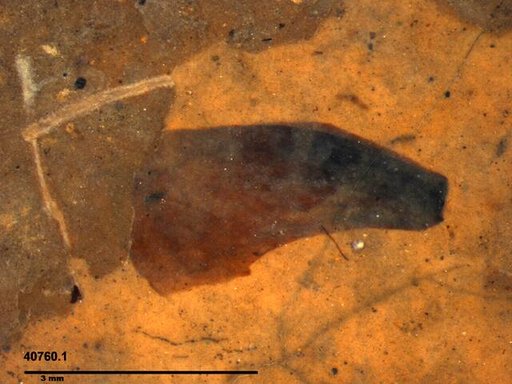 Tracheophyta