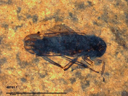 Genus sp