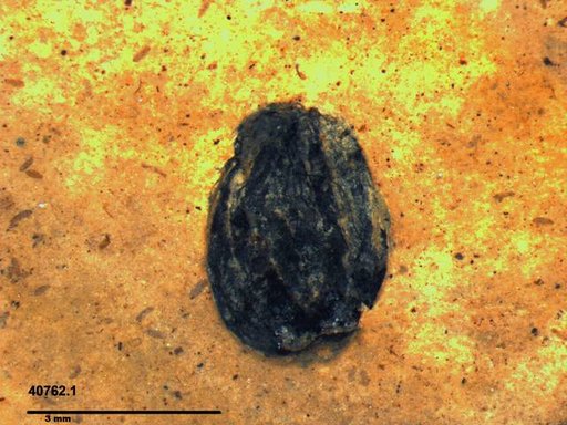 Tracheophyta
