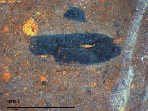 Genus sp