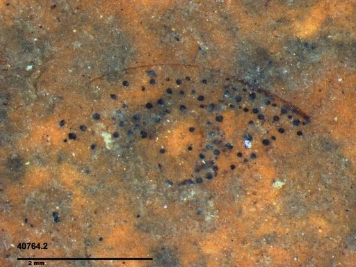 Tracheophyta