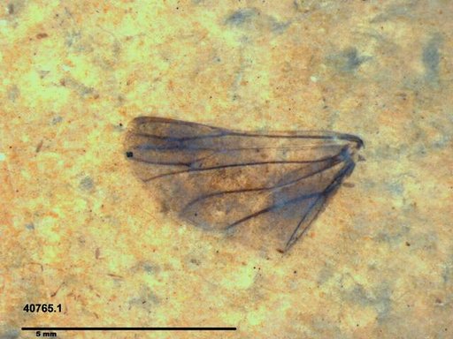 Genus sp