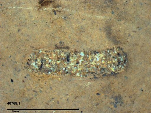 Genus sp