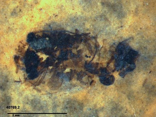 Genus sp