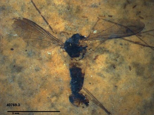 Diptera