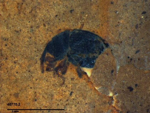 Genus sp