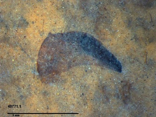 Tracheophyta
