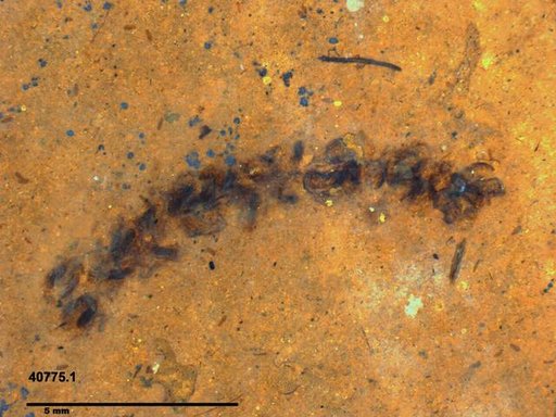 Tracheophyta