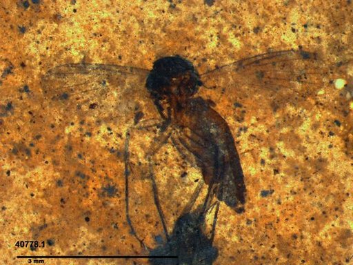 Diptera