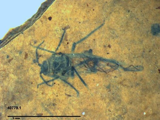 Aphididae