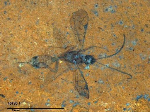 Ichneumonidae