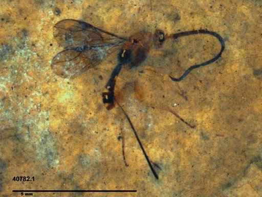 Braconidae
