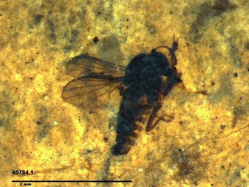 Diptera