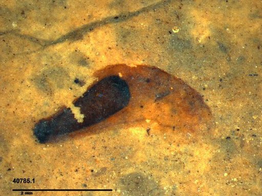 Tracheophyta