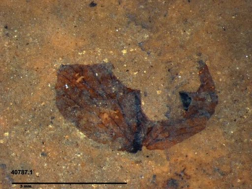 Tracheophyta