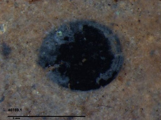 Tracheophyta