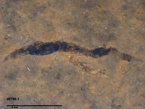 Genus sp