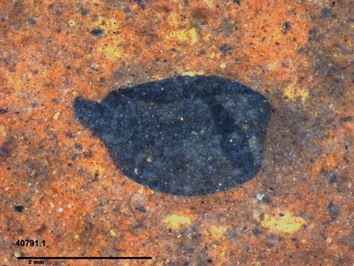 Tracheophyta