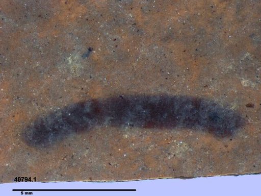 Genus sp