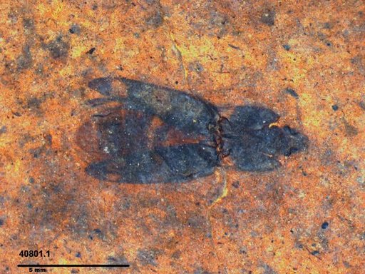 Elateridae