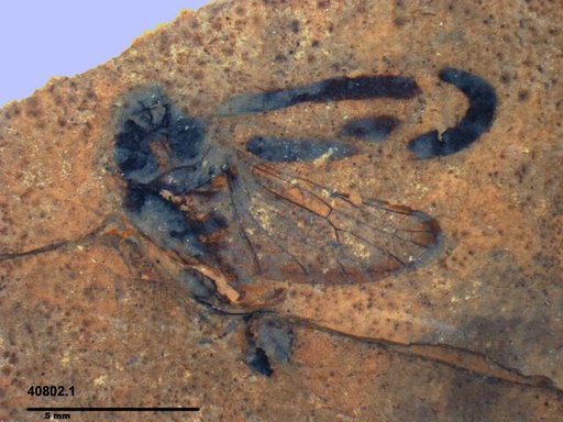 Genus sp