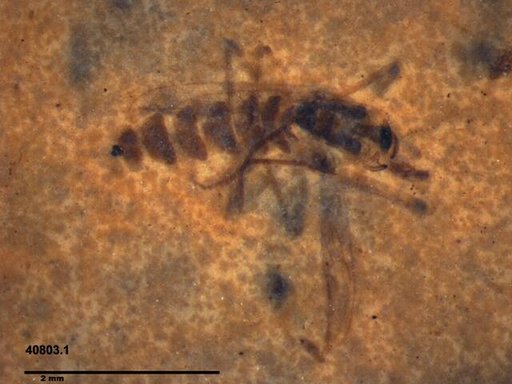 Diptera