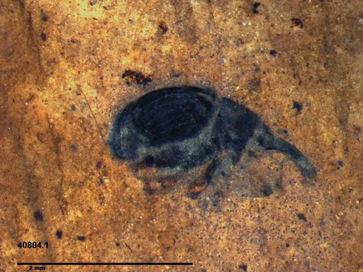 Genus sp