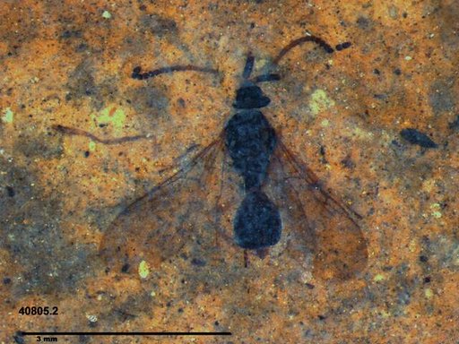 Diapriidae