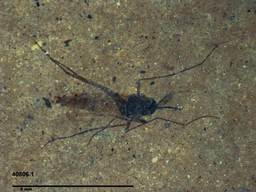 Genus sp