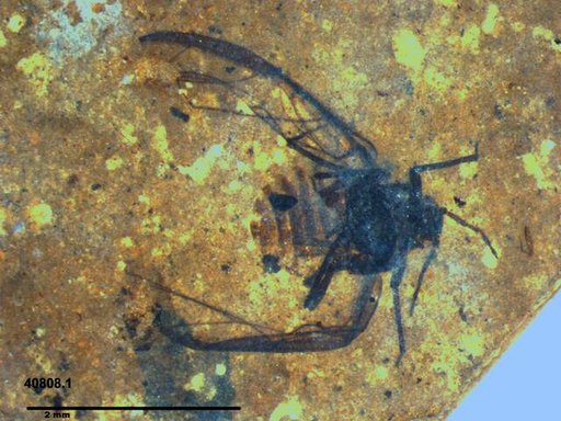 Aphididae