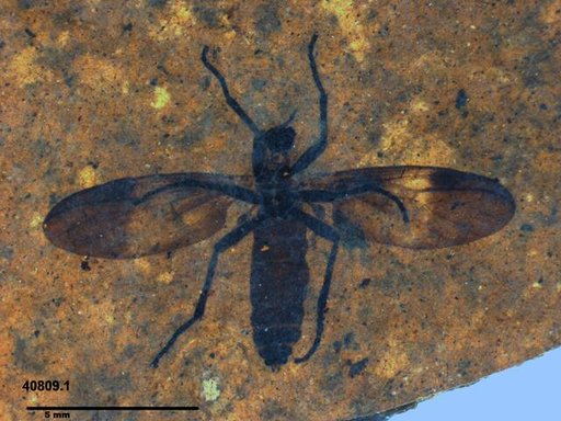 Genus sp
