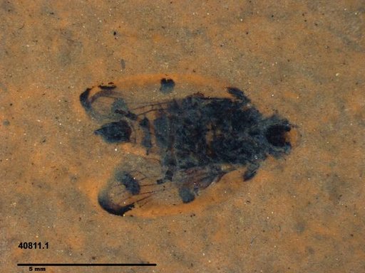 Genus sp