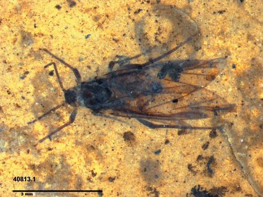 Aphididae