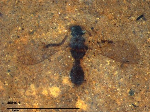 Diapriidae