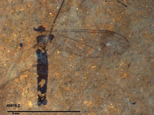 Diptera