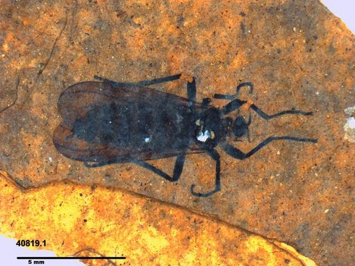 Genus sp